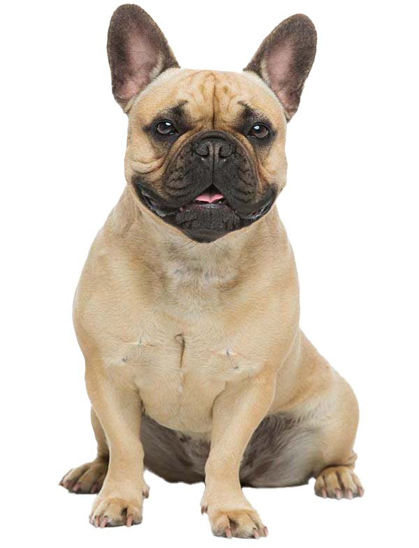 French Bulldog: Temperament, Lifespan, Grooming, Training