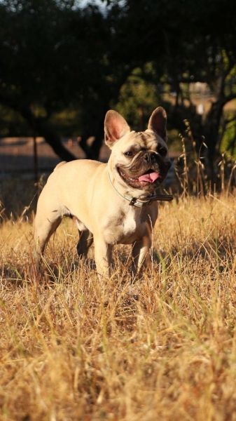 French Bulldog: Temperament, Lifespan, Grooming, Training