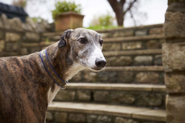 can greyhounds be left alone