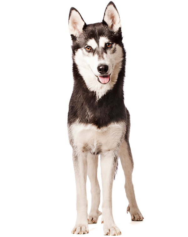 are siberian husky the most intelligent dogs