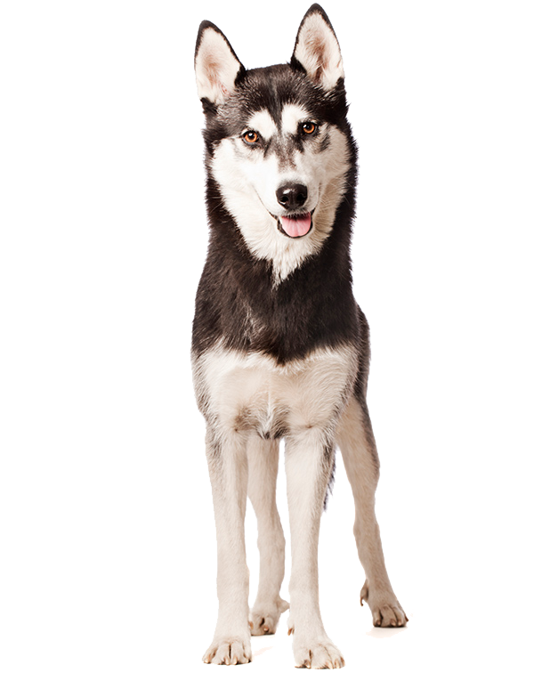 what did huskies evolve from