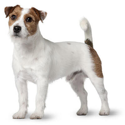 russell type terrier