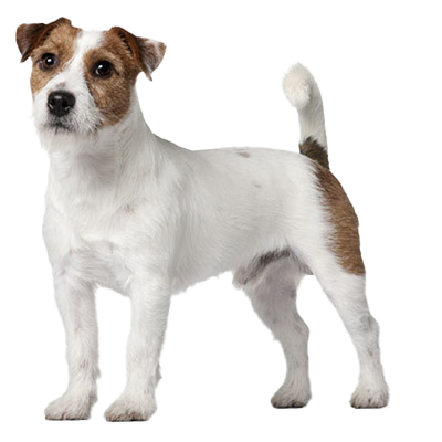 what age are jack russells fully grown