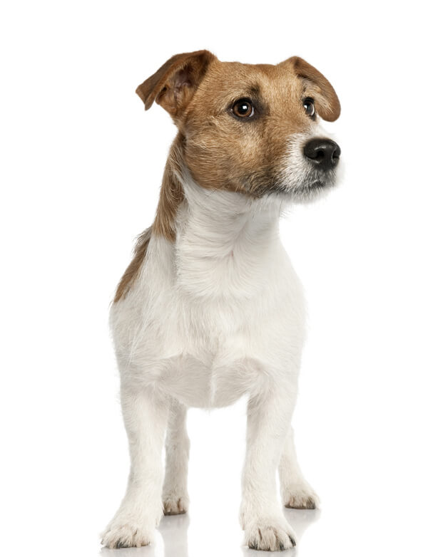 staff cross jack russell