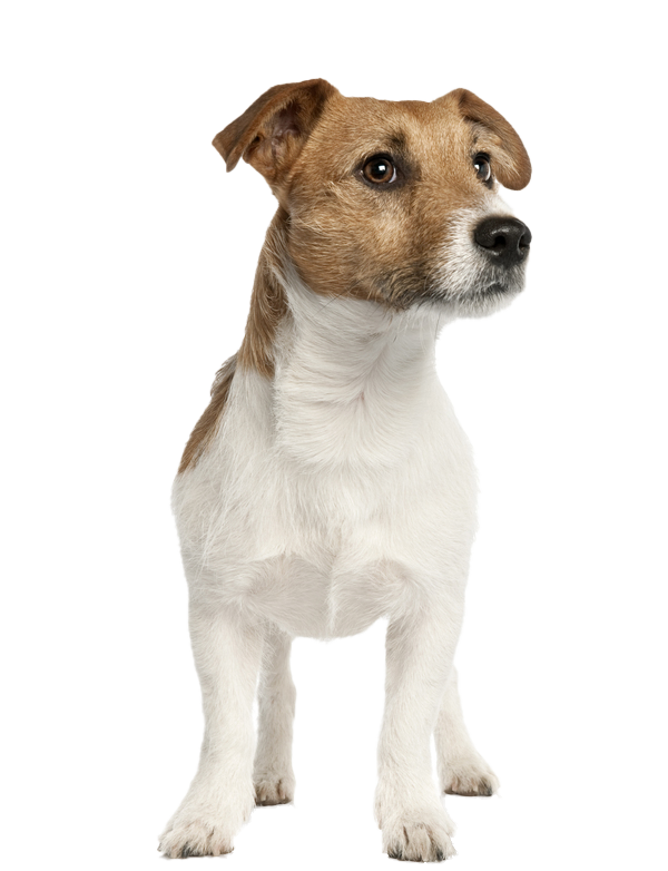 at what age is a jack russell fully grown