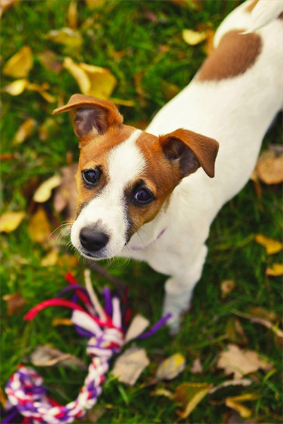 what age are jack russells fully grown