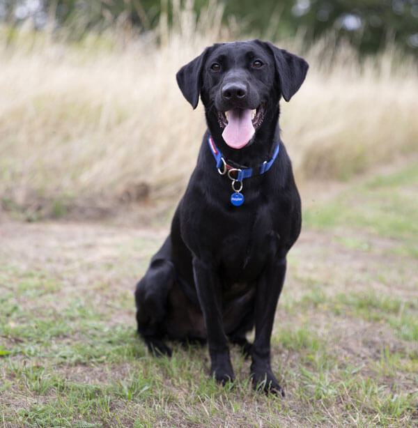 lebra dog black