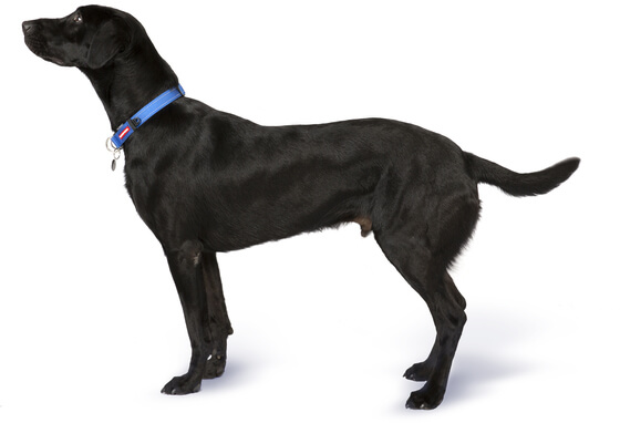 information on labrador retrievers