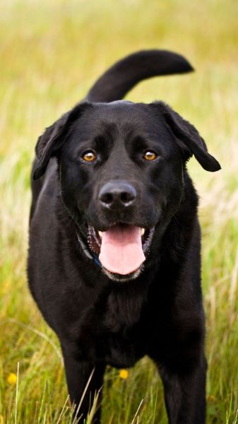 what do i need for my puppy labrador