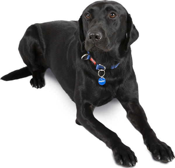 information on labrador retrievers