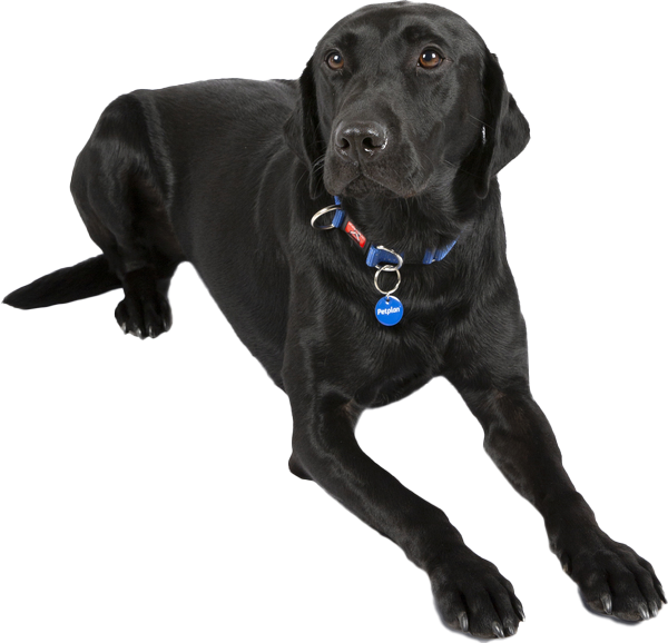 what age do female labradors stop growing