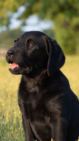 are labs good family dogs