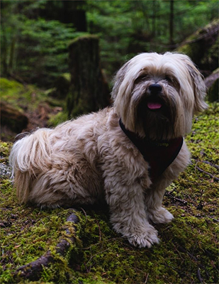 lhasa apso