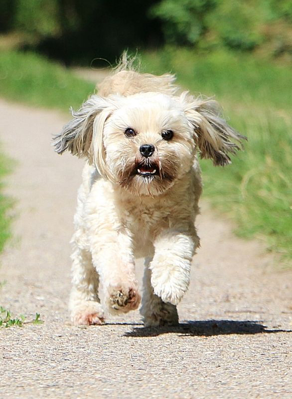 lhasa apso