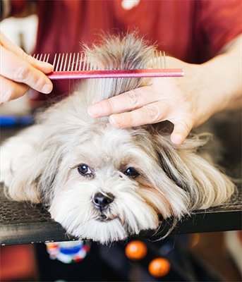 lhasa apso