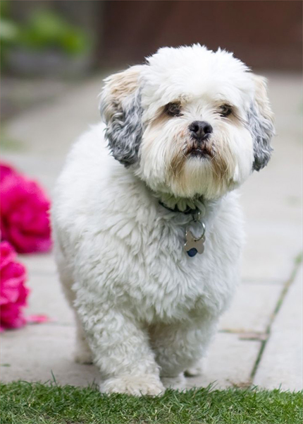 lhasa apso