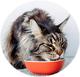 Maine Coon food and diet