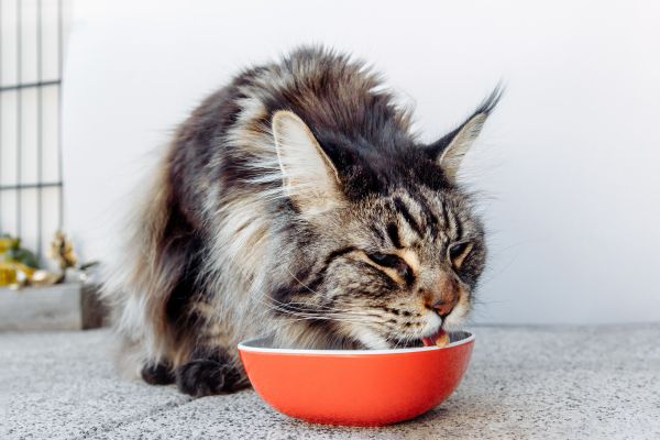 Maine Coon food and diet