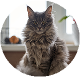 Maine Coon grooming and coat care