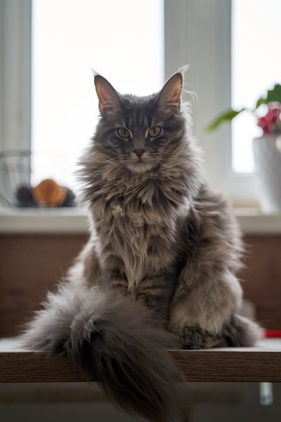 Maine Coon grooming and coat care