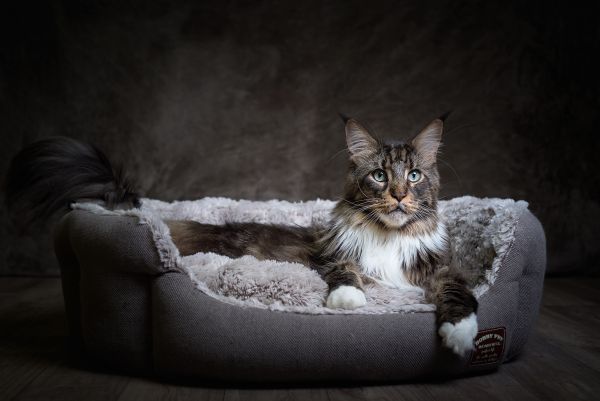 Maine Coon personality and temperament