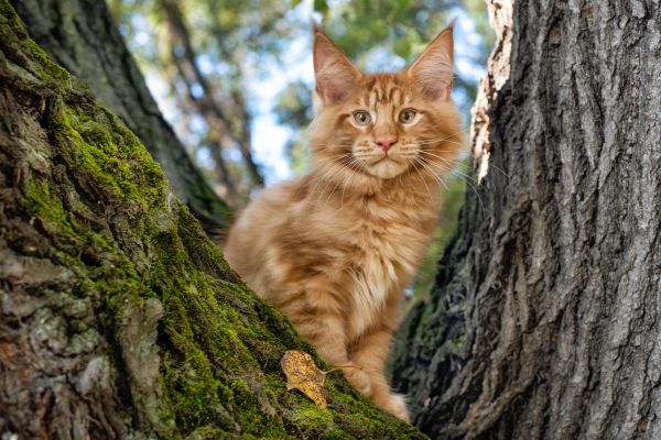 Maine Coon training and behaviour