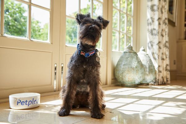 Miniature Schnauzer: Lifespan, Grooming, Training