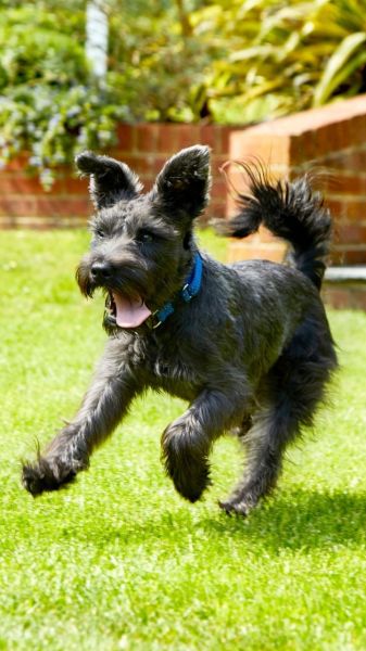 Miniature Schnauzer Lifespan: How Long Do Mini Schnauzers Live?