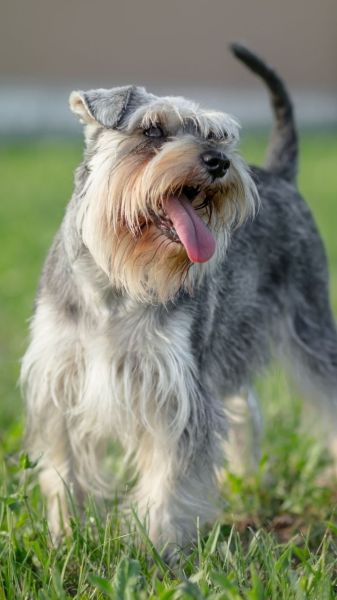 at what age can you breed a miniature schnauzer