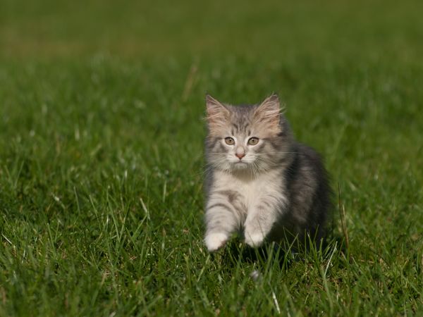 Norwegian Forest before you buy