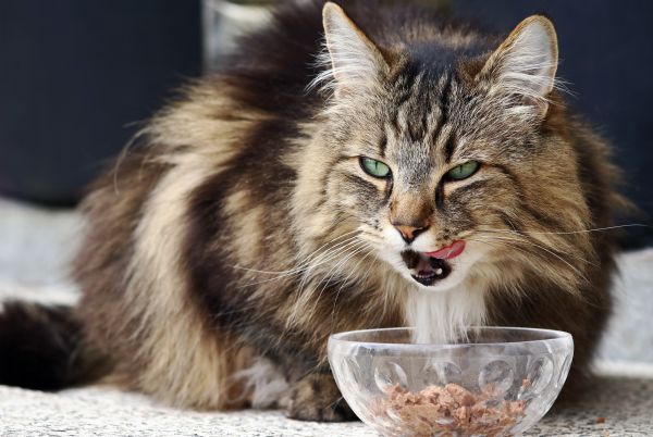 Norwegian Forest food and diet
