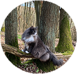 Norwegian Forest grooming and coat care