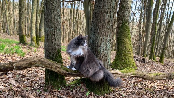 Norwegian Forest grooming and coat care