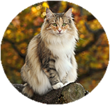 Norwegian Forest personality and temperament