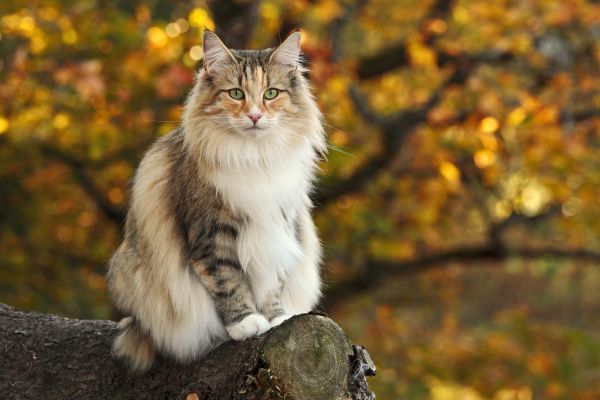 Norwegian Forest personality and temperament