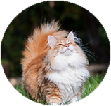 Norwegian Forest training and behaviour