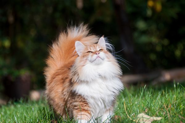 Norwegian Forest training and behaviour