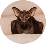 Oriental Shorthair before you buy