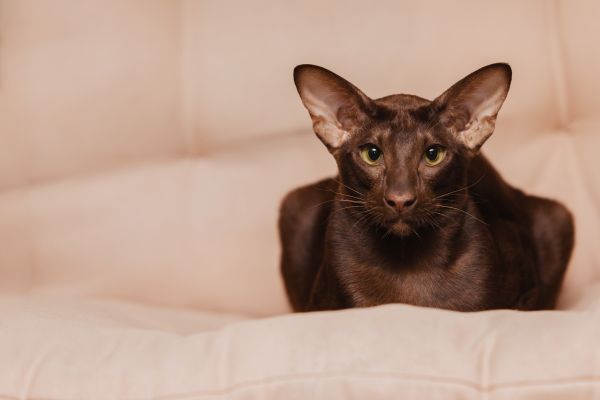 Oriental Shorthair before you buy