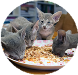 Oriental Shorthair food and diet