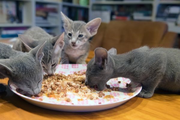 Oriental Shorthair food and diet