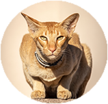 Oriental Shorthair grooming and coat care