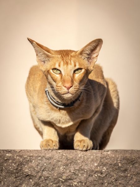 Oriental Shorthair grooming and coat care