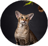 Oriental Shorthair personality and temperament