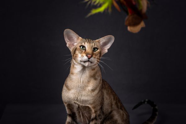Oriental Shorthair personality and temperament