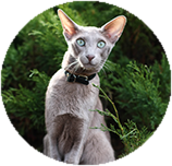 Oriental Shorthair training and behaviour