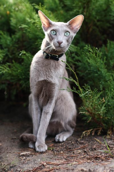 Oriental Shorthair training and behaviour