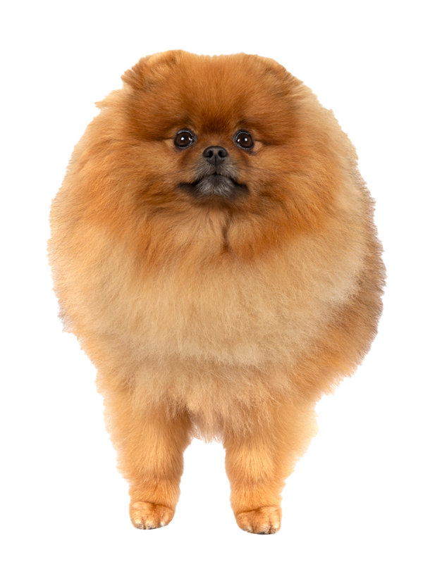 Pomeranian: Temperament, Lifespan, Grooming, Training | Petplan