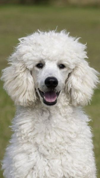 8 Teacup Poodle Facts - Fact Animal