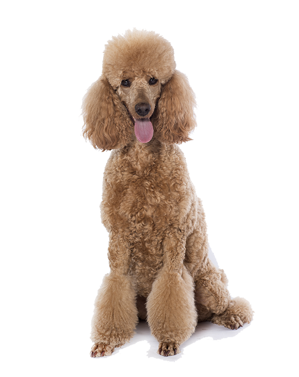 Poodle (Toy) - Dog Breed Information
